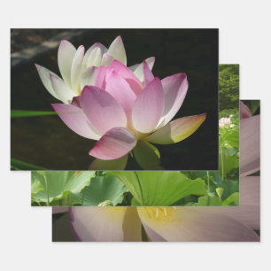 Feuille De Papier Cadeau Paire de fleurs de Lotus II