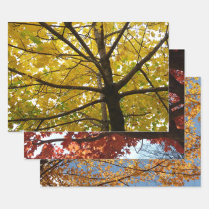 Feuille De Papier Cadeau Paire d'érables jaunes Nature d'automne