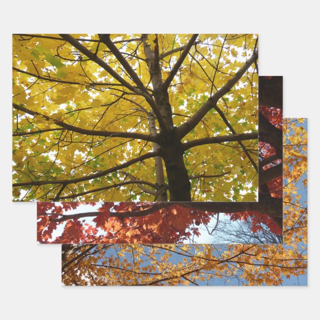 Feuille De Papier Cadeau Paire d'érables jaunes Nature d'automne (Lot)