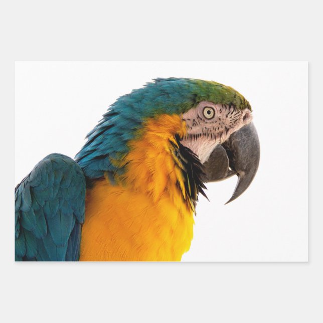 Feuille De Papier Cadeau Parrot  (Devant)