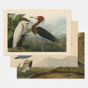Feuille De Papier Cadeau Peinture de la faune d'Audubon Heron violet