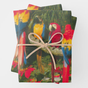 Feuille De Papier Cadeau Perroquets et Poinsettias