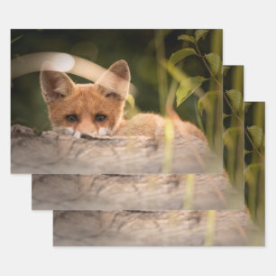 Feuille De Papier Cadeau Photo de Cute Little Orange Fox