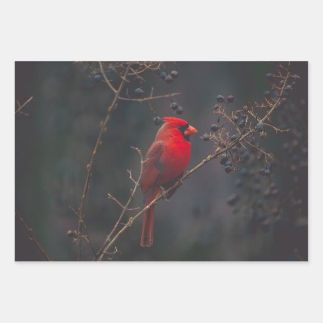 Feuille De Papier Cadeau Photo du cardinal rouge de la faune (Devant)