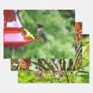 Feuille De Papier Cadeau Photographie d'oiseau de colibri à gorge rubis