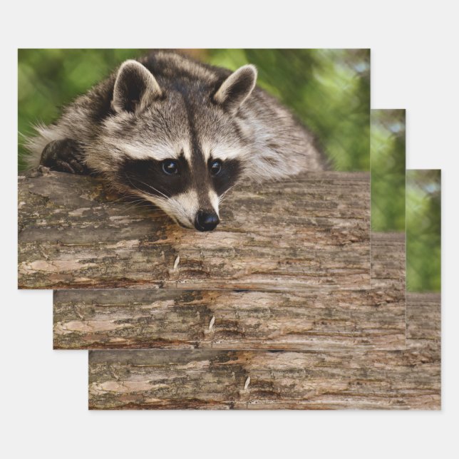 Feuille De Papier Cadeau Raccoon mignon reposant sur un journal (Lot)