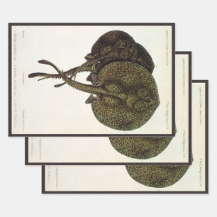 Feuille De Papier Cadeau Raies pastenagues, Animaux de la vie marine vintag