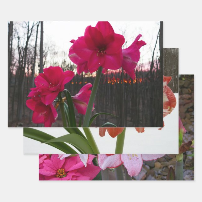 Feuille De Papier Cadeau Red Amaryllis et le lever du soleil d'hiver (Lot)