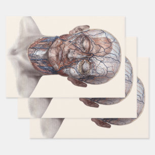 Feuille De Papier Cadeau Science de l'anatomie humaine vintage, tête gorge 