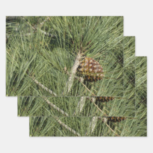 Feuille De Papier Cadeau Torrey Pine Closeup California Botanical