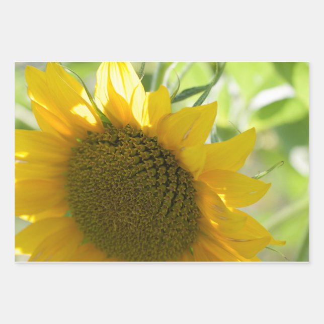 Feuille De Papier Cadeau tournesol jaune près (Devant)