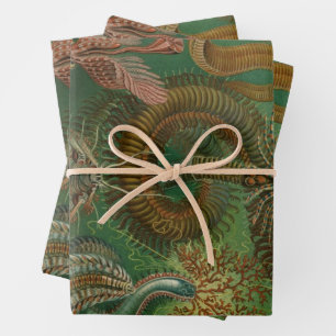 Feuille De Papier Cadeau Vers vintages Annelids Chaetopoda par Ernst Haecke