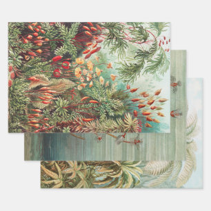Feuille De Papier Cadeau Vintage forêt tropicale d'antan