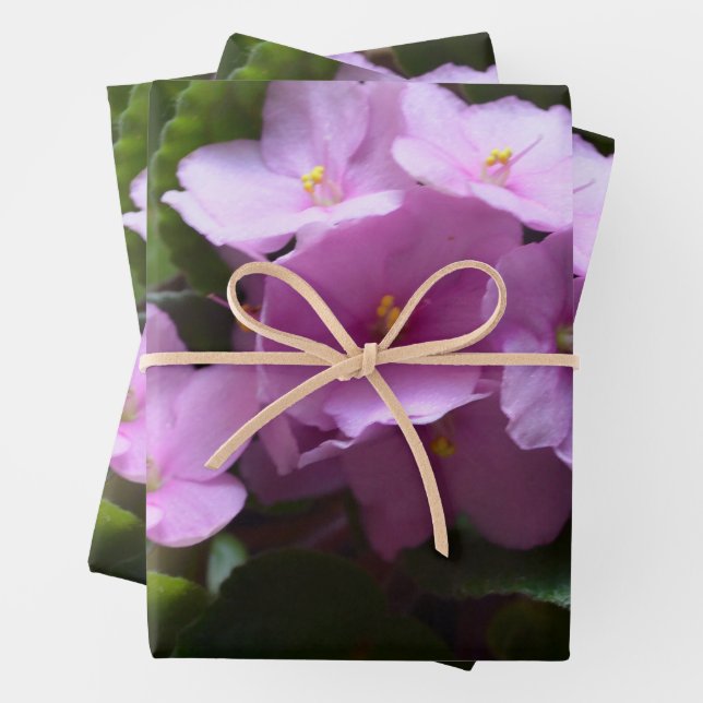 Feuille De Papier Cadeau Violet africain Saintpaulia - Fleurs roses (En situation)