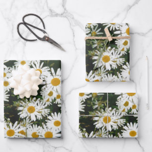 Feuille De Papier Cadeau White Oxeye Daisy Meadow