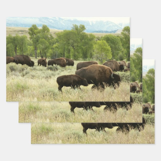 Feuille De Papier Cadeau Wyoming Bison Nature Animal Photographie (Lot)