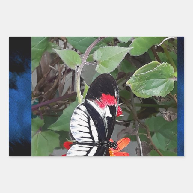 Feuille De Papier Cadeau Zebra tail butterfly (Devant)