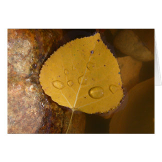 Feuille de peuplier dans l'étang