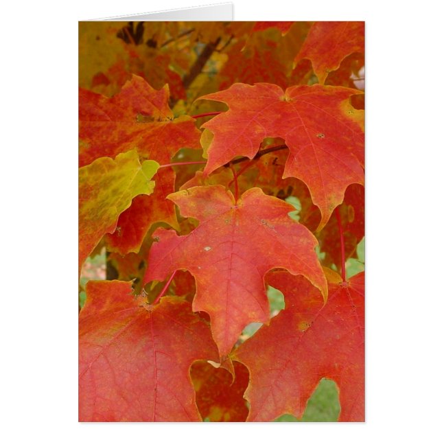 Feuille de Red (Devant)