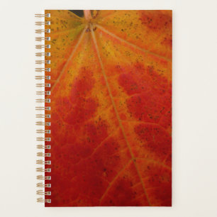 Feuille d'érable rouge Abstraite Automne Photograp