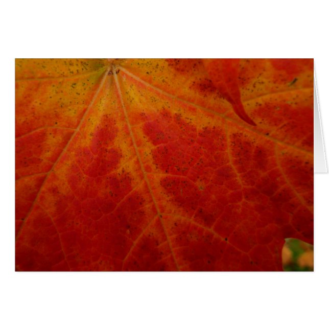 Feuille d'érable rouge Abstraite Automne Photograp (Devant Horizontal)