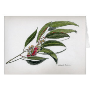 Feuille d'eucalyptus