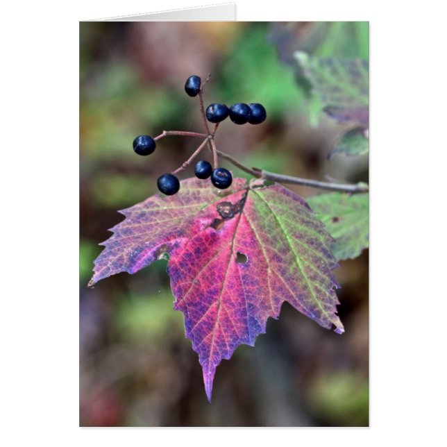 Feuille et baies d'automne de Viburnum de (Devant)