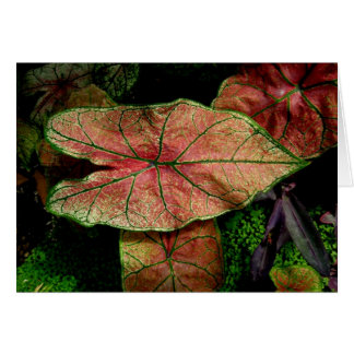 Feuille Vide-Vert et rouge