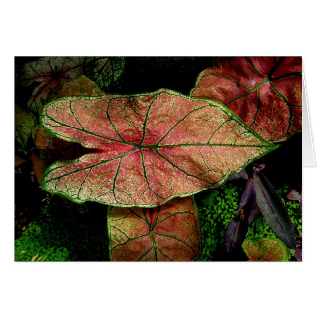 Feuille Vide-Vert et rouge (Devant Horizontal)