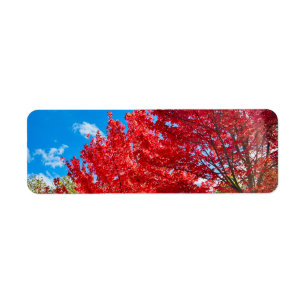 Feuilles D'Arbre Rouge Lumineux En Automne