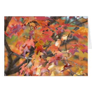 Feuilles d'automne 3