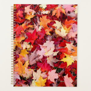 Feuilles d'automne colorées