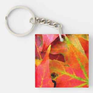 Feuilles d'automne colorées Gros plan