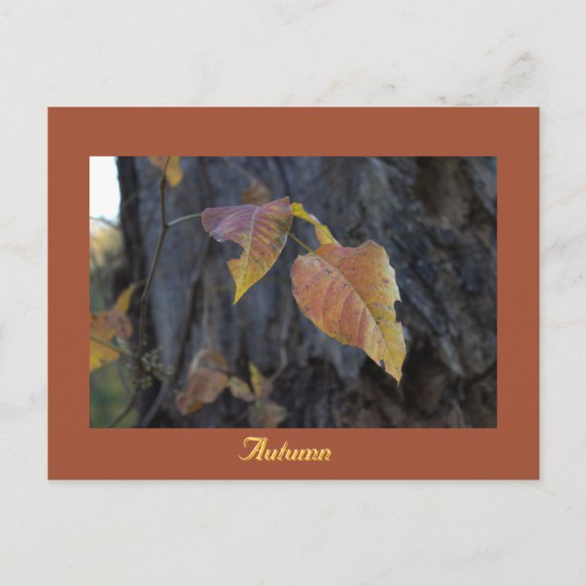 Feuilles d'automne sur une carte postale arboresce (Devant)