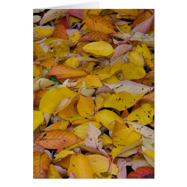 Feuilles d'automne tombées (Devant)