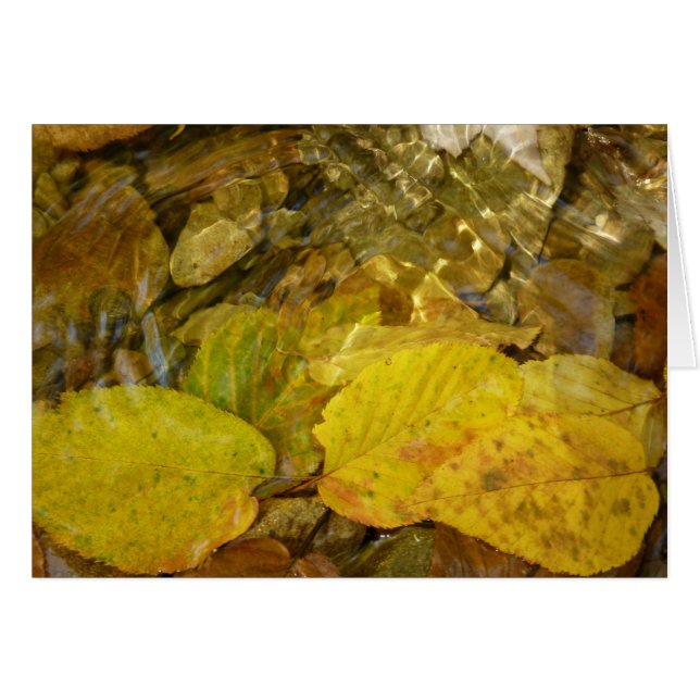 Feuilles de bouleau jaune dans le ruisseau (Devant horizontal)