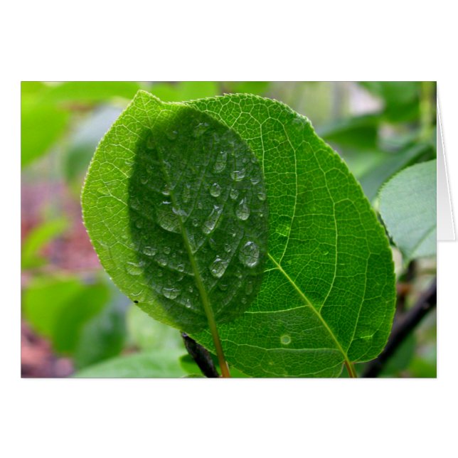 Feuilles de chokecherry au printemps (Devant horizontal)