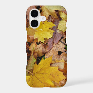 Feuilles de Érable Tombées Jaune Automne Nature