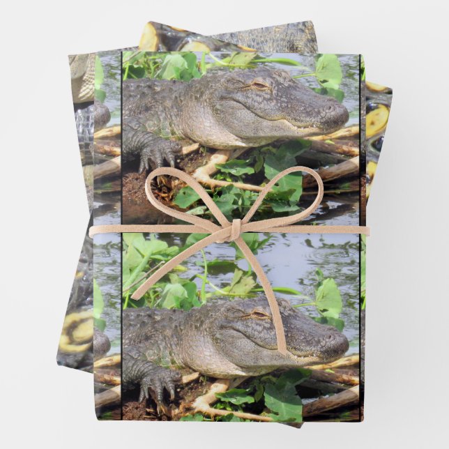 Feuilles de papier d'enrobage Gator - 3 ensembles  (En situation)