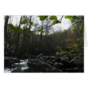 Feuilles de printemps à la rivière Little Pigeon