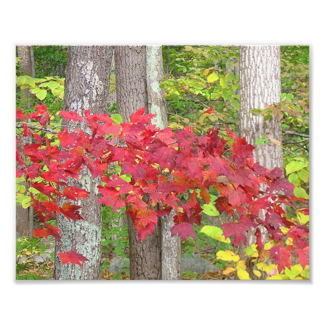 Feuilles D'Érable En Automne Photo Imprimer (Devant)