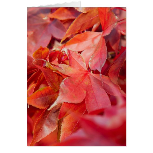 Feuilles d'érable rouge d'automne (Devant)