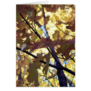 Feuilles d'or d'automne