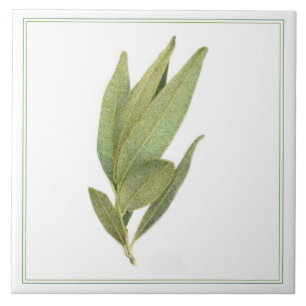 FEUILLES FRESH BAY 6"x6" Carreaux en céramique (-t