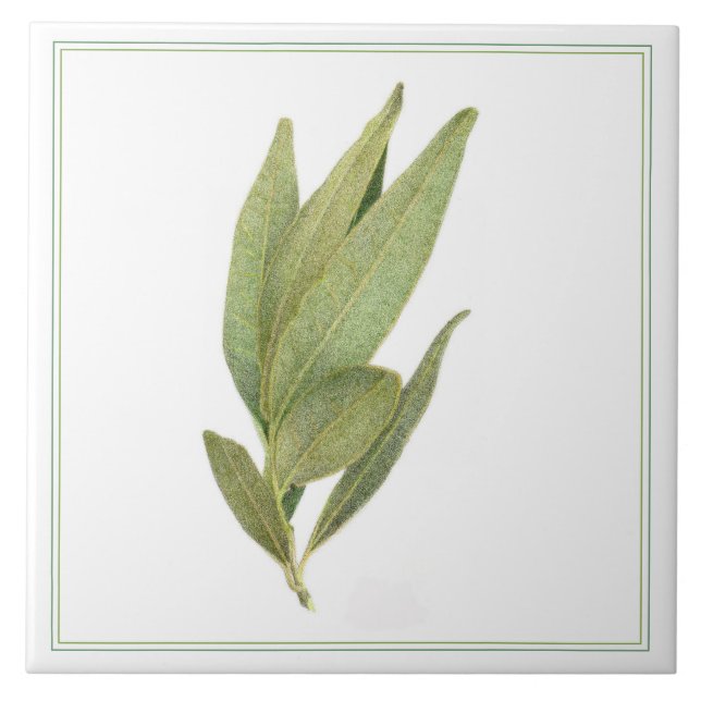 FEUILLES FRESH BAY 6"x6" Carreaux en céramique (-t (Devant)