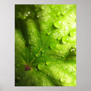 Feuilles mystiques (2) Poster