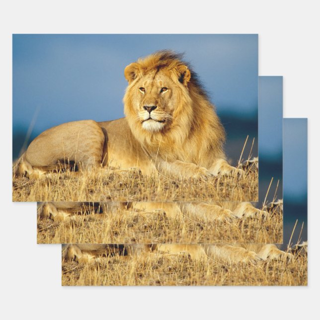 Feuilles papier d'enveloppement de Lion 2 en Afriq (Lot)