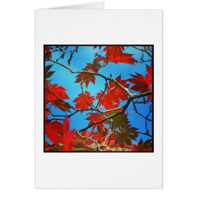 Feuilles rouges (Devant)