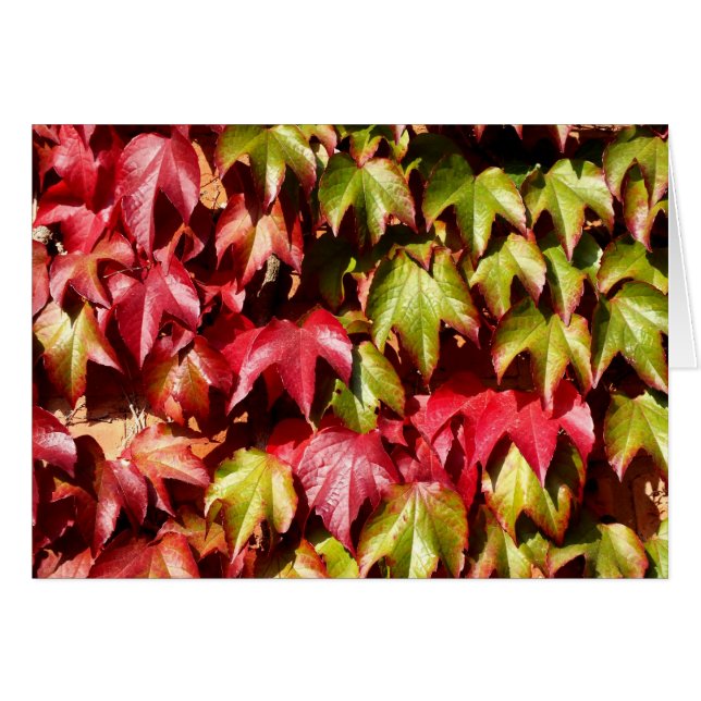 Feuilles rouges et vertes (Devant horizontal)