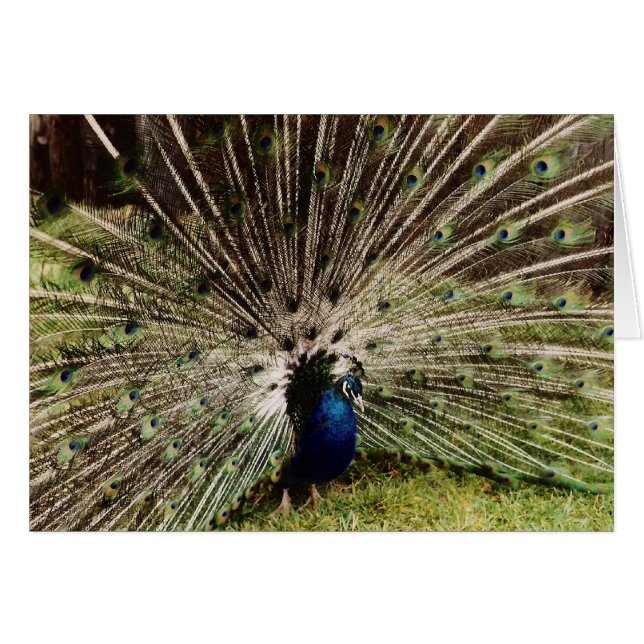 Feux (Devant horizontal)